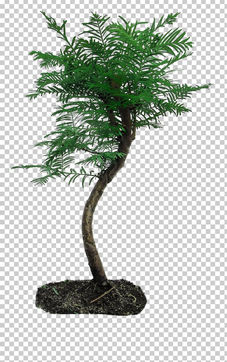 Tree Bonsai Plant PNG, Clipart, Animation, Bonsai, Branch, Deviantart, Evergreen Free PNG Download
