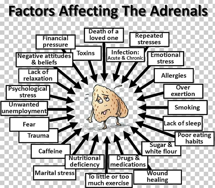 Adrenal Fatigue Adrenal Gland Hormone Stress PNG, Clipart,  Free PNG Download