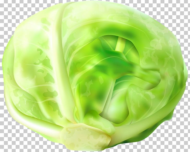 Chinese Cabbage Vegetable Napa Cabbage PNG, Clipart, Bok Choy, Broccoli, Cabbage, Chinese Cabbage, Cruciferous Vegetables Free PNG Download