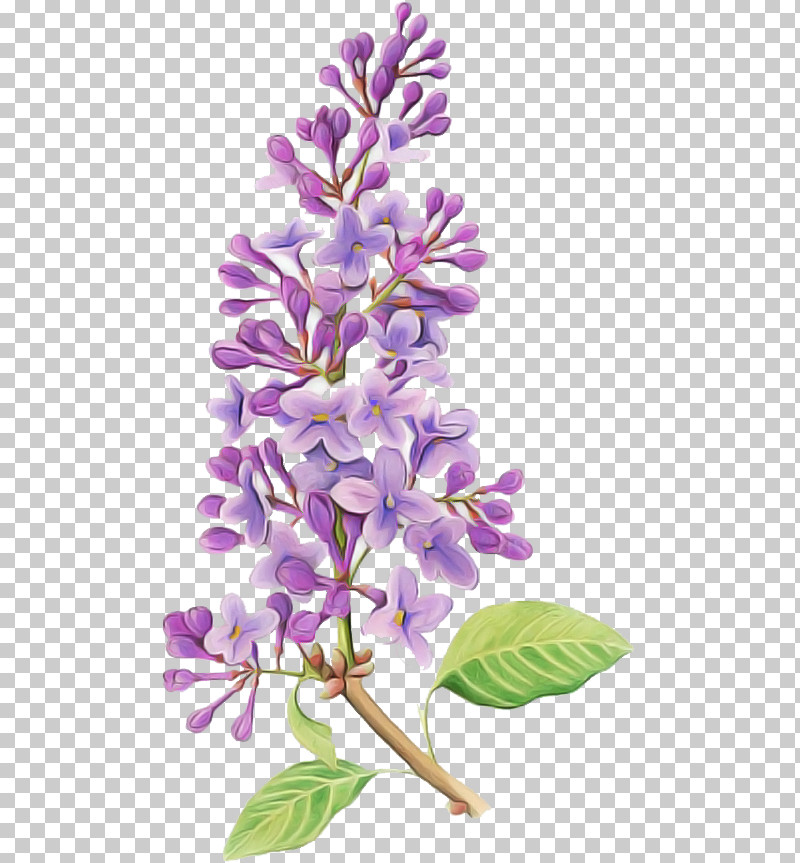 Lavender PNG, Clipart, Branch, Cut Flowers, Dendrobium, Flower, Lavender Free PNG Download
