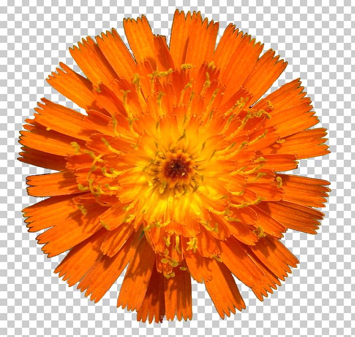 Diamond Blade Flower Internazionali Di Tennis Dell'Umbria Orange PNG, Clipart, Alluminio Anodizzato, Calendula, Concrete, Cutting, Dandelion Free PNG Download