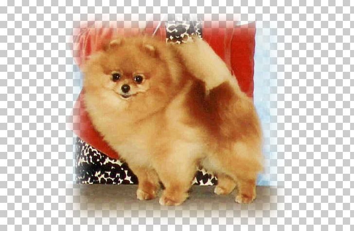 German Spitz Klein Pomeranian German Spitz Mittel Volpino Dog Breed PNG, Clipart, Ancient Dog Breeds, Breed, Carnivoran, Companion Dog, Dog Free PNG Download