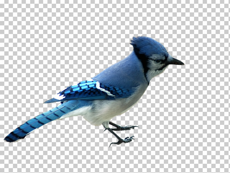 Bird Blue Jay Beak Jay Bluebird PNG, Clipart, Beak, Bird, Bluebird, Blue Jay, Jay Free PNG Download