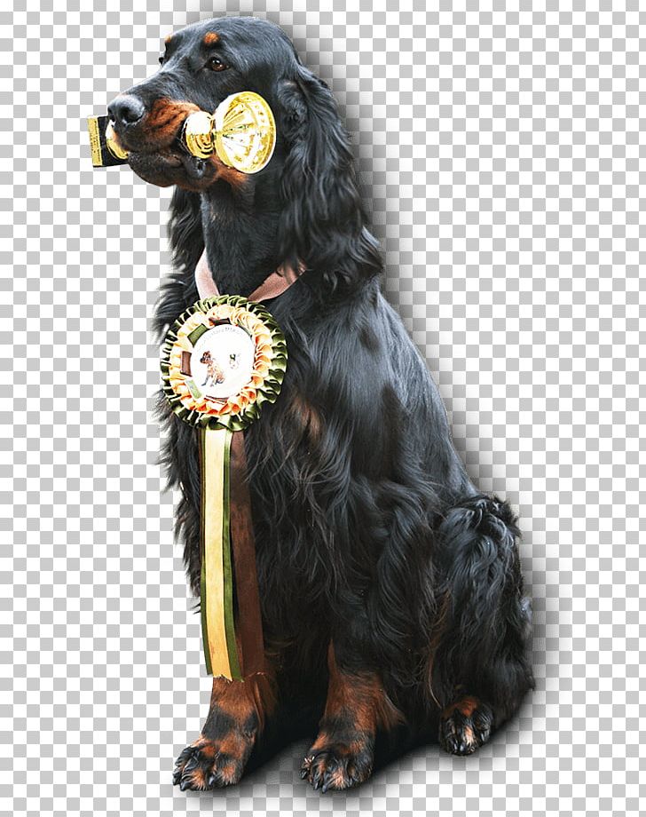 Boykin Spaniel Field Spaniel Gordon Setter Dog Breed Companion Dog PNG, Clipart, Boykin Spaniel, Breed, Carnivoran, Companion Dog, Dog Free PNG Download