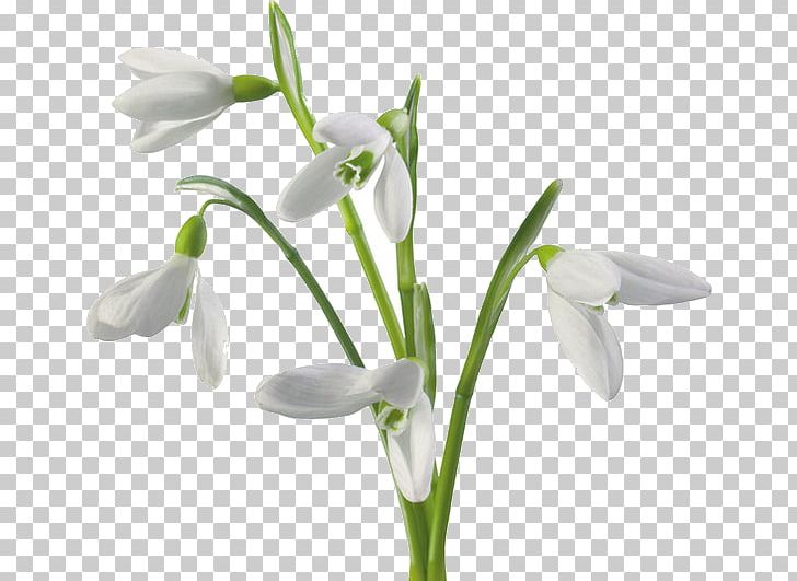 Snowdrop Flower PNG, Clipart, Amaryllis Family, Black And White, Clip Art, Cut Flowers, Desktop Wallpaper Free PNG Download