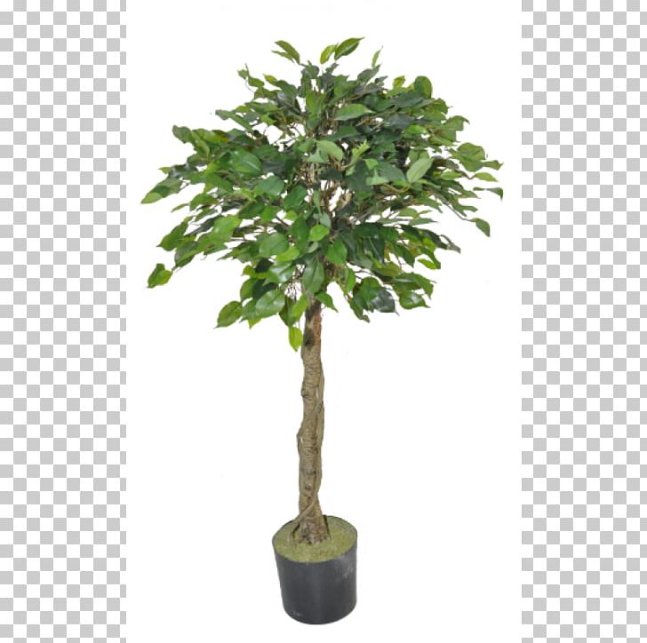 Tree Topiary Olive Albizia Julibrissin Ornamental Plant PNG, Clipart, Albizia Julibrissin, Artificial Christmas Tree, Artificial Flower, Birch, Box Free PNG Download