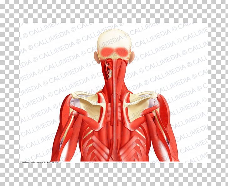 Muscular System Muscle Posterior Triangle Of The Neck Head And Neck Anatomy Human Body PNG, Clipart, Anatomy, Anterior Triangle Of The Neck, Arm, Finger, Hand Free PNG Download