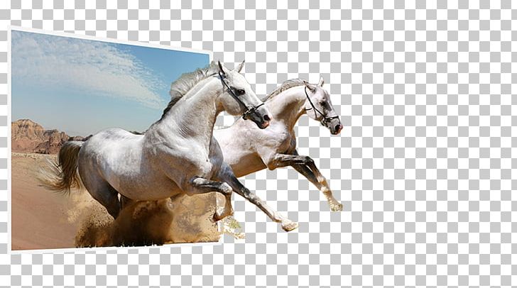 Stallion Camargue Horse Mustang PNG, Clipart, Animal, Bridle, Camargue Horse, Clip Art, Course De Chevaux Free PNG Download