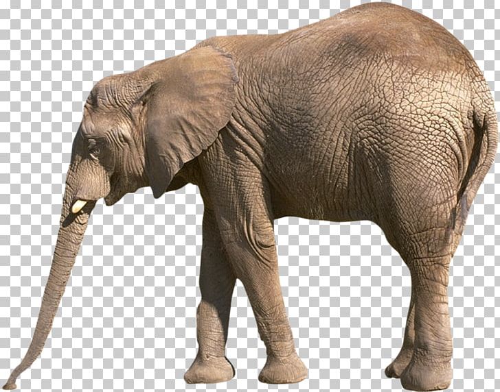 Worksheet Reading Comprehension Letter Elephant Homework PNG, Clipart, African Elephant, African Forest Elephant, Animal, Animals, Animation Free PNG Download