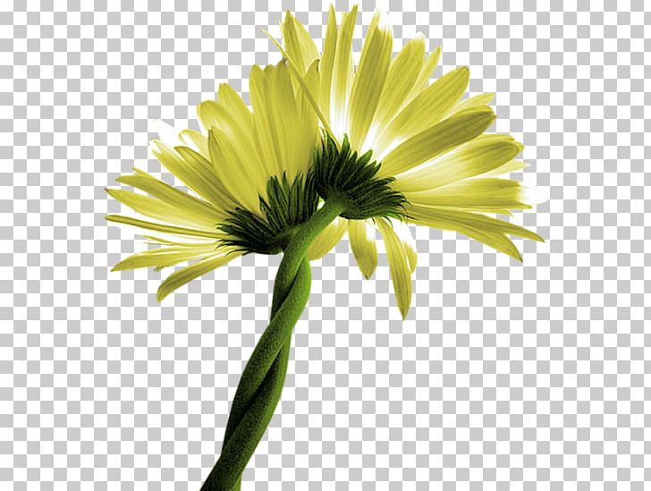 Common Daisy Oxeye Daisy Flower Transvaal Daisy PNG, Clipart, Annual Plant, Camomile, Chamomile, Chrysanthemum, Chrysanths Free PNG Download