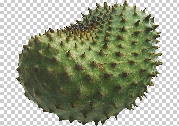 Durian Soursop Annona Cancer Cure PNG, Clipart, Annona, Barbary Fig, Biome, Blueberry, Cancer Free PNG Download