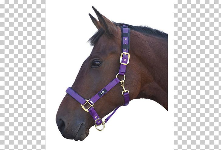 Halter Welsh Pony And Cob Lead PNG, Clipart, Bridle, Cob, Collar, Deluxe, Halter Free PNG Download