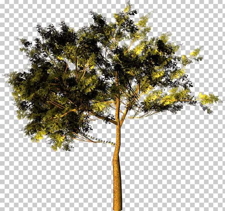 Park Garden Forest Tree PNG, Clipart, Branch, Evergreen, Evergreen Marine Corp, Forest, Garden Free PNG Download