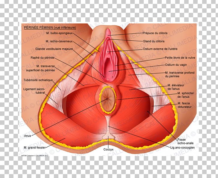 Perineum Bulbospongiosus Muscle Human Body Perineal Tear PNG, Clipart, Anatomy, Anus, Bulbospongiosus Muscle, Diagram, Ear Free PNG Download