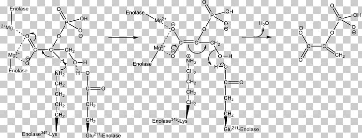 Car 2-Phosphoglyceric Acid Technology Phosphoenolpyruvic Acid PNG, Clipart, 2phosphoglyceric Acid, Angle, Auto Part, Black And White, Car Free PNG Download