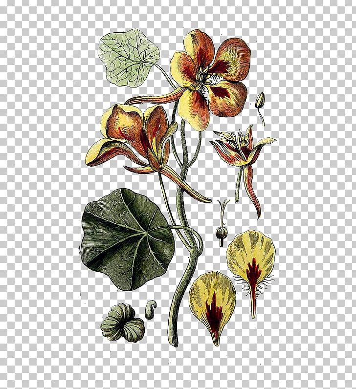 Garden Nasturtium Watercress Field Bindweed Botanical Illustration Garden Cress PNG, Clipart, Botanical Illustration, Botany, Daucus Carota, Drawing, Field Bindweed Free PNG Download