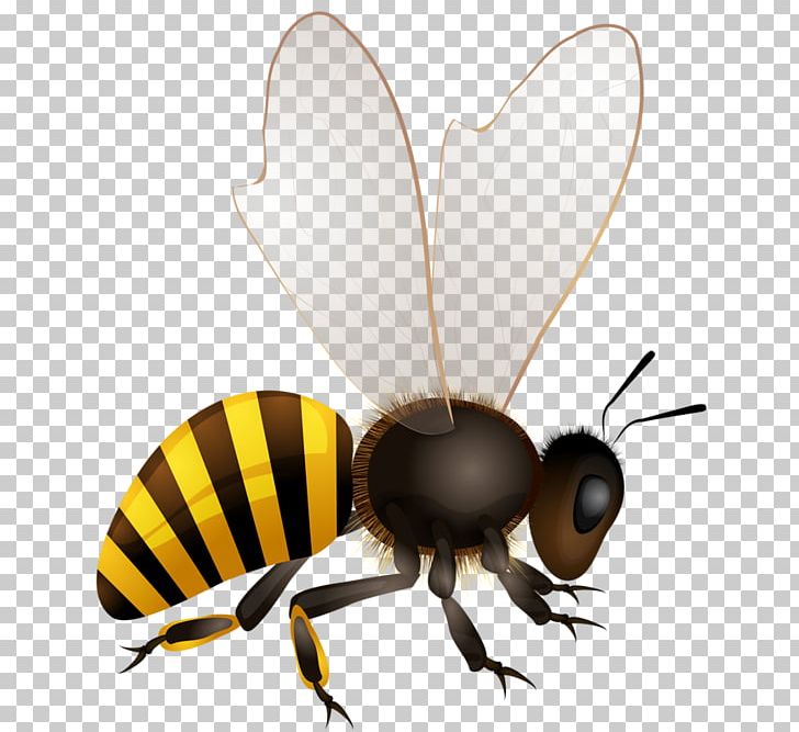 Honey Bee Insect PNG, Clipart, Africanized Bee, Arthropod, Bee, Beehive, Fly Free PNG Download