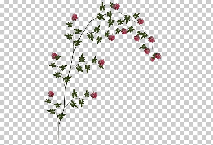 Rose PNG, Clipart, Blossom, Branch, Display Resolution, Flora, Floral Design Free PNG Download