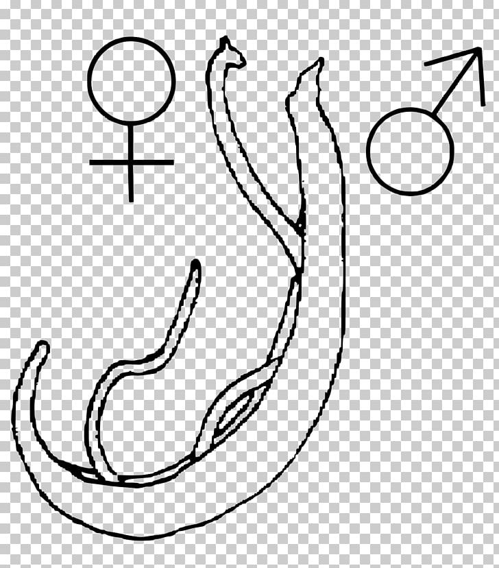 Schistosoma Japonicum Schistosoma Spindale Schistosomiasis Parasitism Helminths PNG, Clipart, Angle, Arm, Art, Black, Black And White Free PNG Download