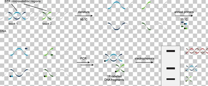 DNA Profiling STR Analysis Polymerase Chain Reaction Microsatellite PNG, Clipart, Angle, Area, Brand, Computer, Diagram Free PNG Download