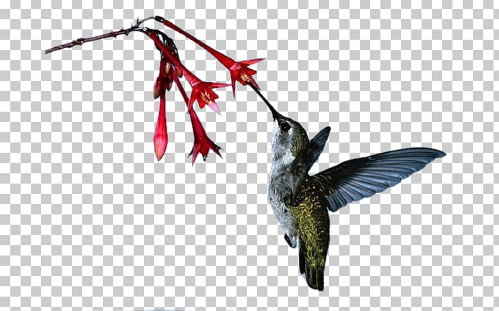 Ruby-throated Hummingbird Hummingbird M Beak PNG, Clipart, Beak, Bird, Child, Conscience, Fauna Free PNG Download