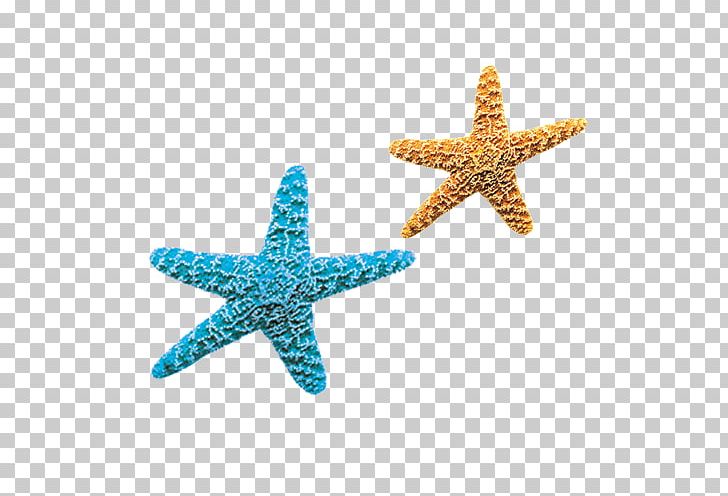 Starfish Blue Yellow PNG, Clipart, Animals, Beautiful Starfish, Blue, Blue Starfish, Cartoon Starfish Free PNG Download