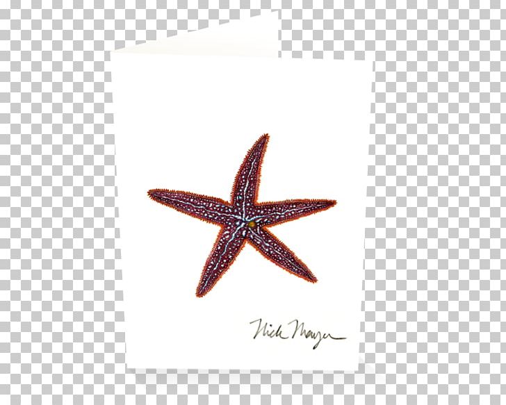 Starfish PNG, Clipart, Animals, Echinoderm, Invertebrate, Marine Invertebrates, Starfish Free PNG Download