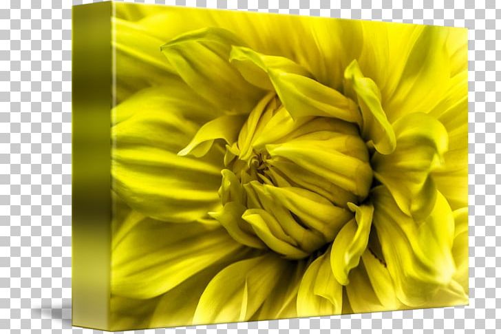 Sunflower M Close-up PNG, Clipart, Closeup, Flower, Petal, Still Life Photography, Sunflower Free PNG Download
