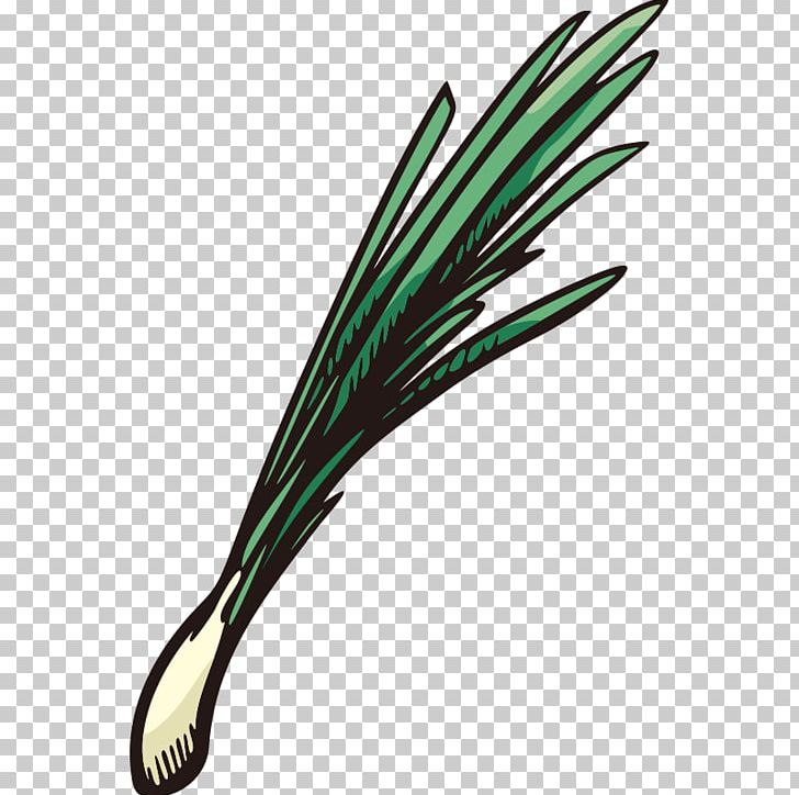 Vegetable Scallion Onion Fruit PNG, Clipart, Allium Fistulosum, Auglis, Balloon Cartoon, Boy Cartoon, Cartoon Couple Free PNG Download