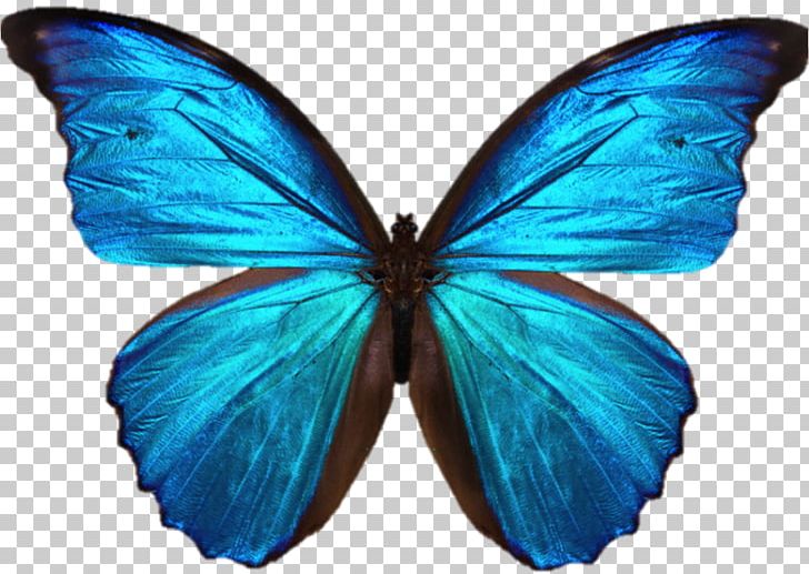 Teaching To Transform Not Inform 1: Foundational Principles For Making An Informational Sunday School Lesson... TRANSFORMATIONAL (Sunday School Teacher Training) Education PNG, Clipart, Arthropod, Blue Butterfly, Brush Footed Butterfly, Butterfly, Education Free PNG Download