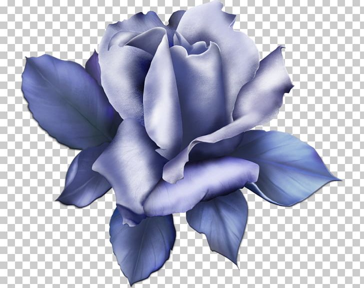 Blue Rose Garden Roses PNG, Clipart, Beach Rose, Blue, Blue Rose, Comparazione Di File Grafici, Cut Flowers Free PNG Download