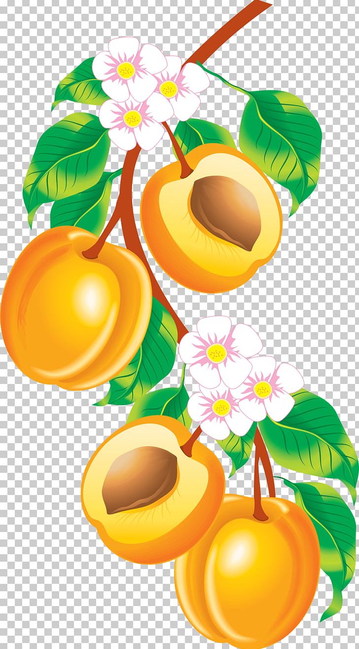Fruit Apricot Peach PNG, Clipart, Apricot, Australia, Better, Clip Art, Download Free PNG Download
