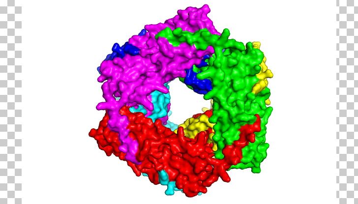 Heat Shock Protein Chaperone PNG, Clipart, Chaperone, Dodecameric Protein, Heat, Heat Exhaustion, Heat Shock Free PNG Download