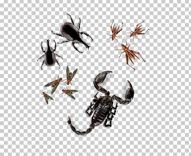 Insect Queen Ant Weaver Ant Food Larva PNG, Clipart, Animals, Ant, Aphrodisiac, Arthropod, Beetle Free PNG Download