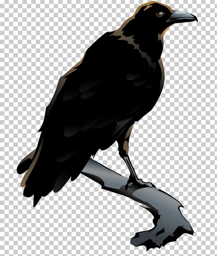 American Crow Rook New Caledonian Crow Large-billed Crow PNG, Clipart, American Crow, Beak, Bird, Common Raven, Crow Free PNG Download
