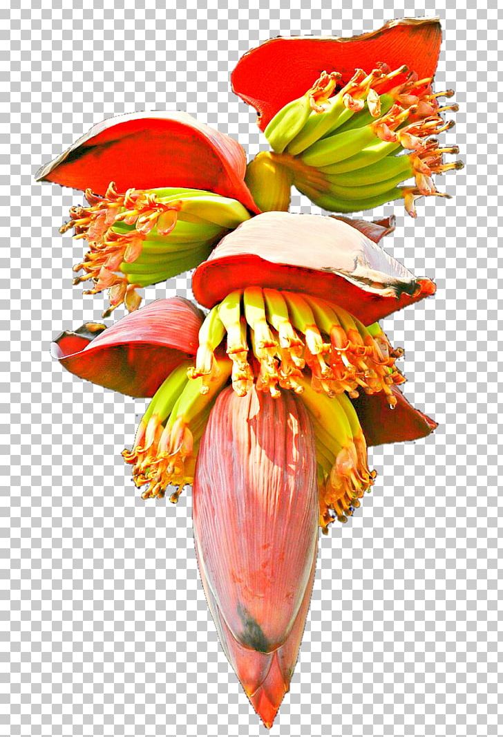 Banana Bread Flower PNG, Clipart, Banana, Banana Bread, Cut Flowers, Drawing, Flora Free PNG Download