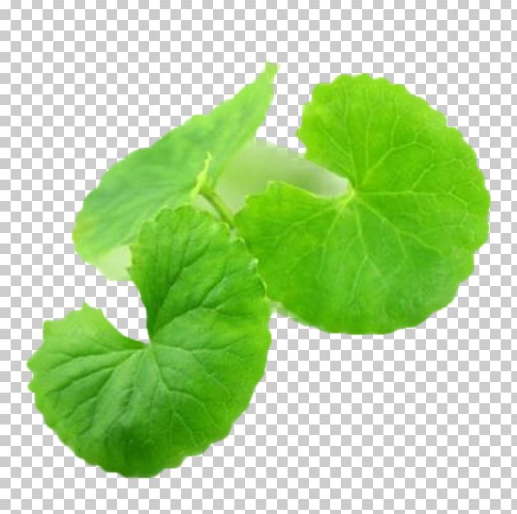 Centella Asiatica Medicinal Plants Skin Leaf PNG, Clipart, Annual Plant, Centella, Centella Asiatica, Dietary Supplement, Facial Free PNG Download