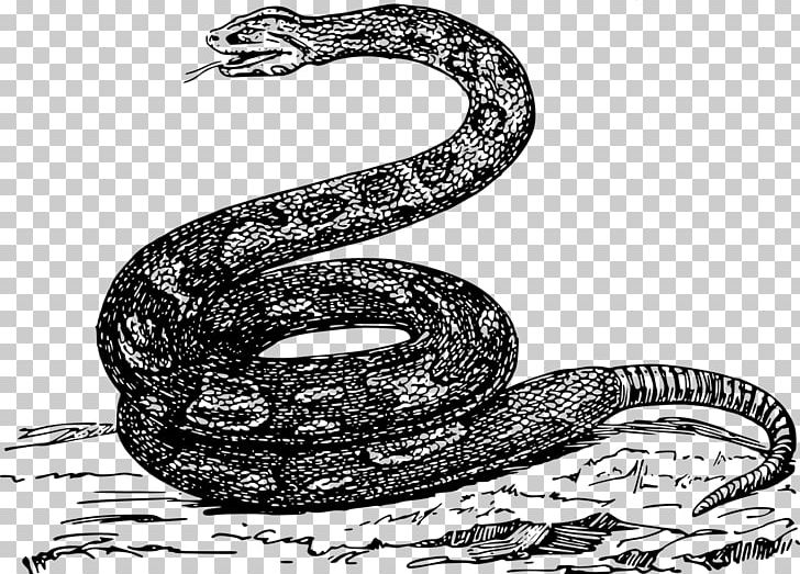 Rattlesnake Boa Constrictor PNG, Clipart, Animals, Automotive Design, Black And White, Boa Constrictor, Boas Free PNG Download