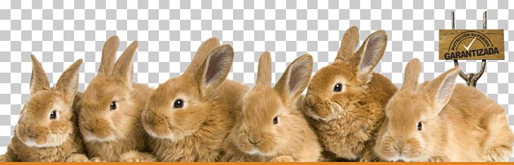 Angora Rabbit Holland Lop French Lop Fototapeta PNG, Clipart, Angora Rabbit, Animal, Animal Figure, Animals, Bunny Free PNG Download