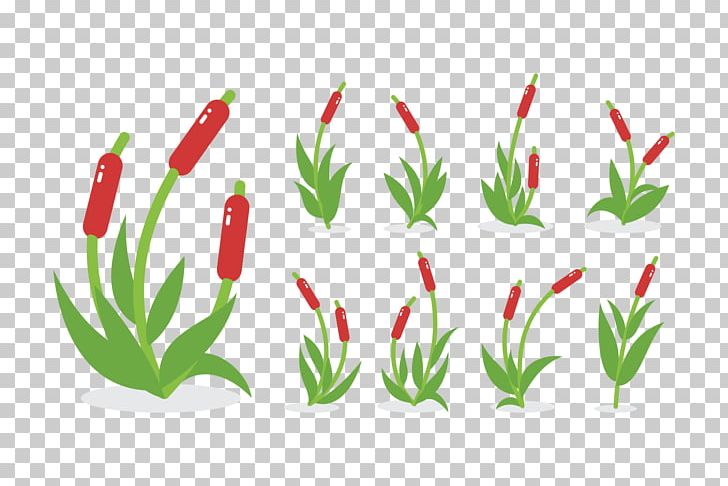 Cattail PNG, Clipart,  Free PNG Download