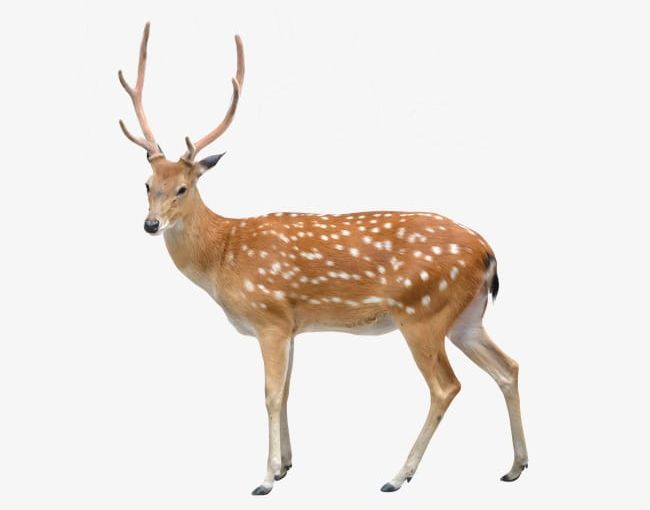 Deer PNG, Clipart, Animal, Animal Deer Pictures, Deer, Deer Clipart, Deer Clipart Free PNG Download