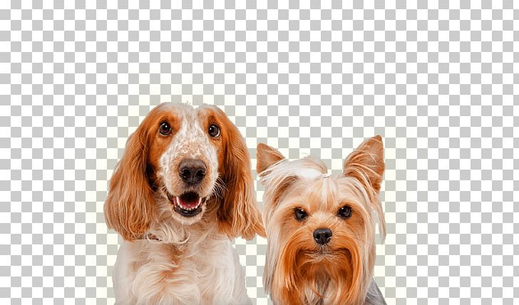 English Cocker Spaniel Stock Photography Dog Breed Companion Dog PNG, Clipart, Carnivoran, Companion Dog, Depositphotos, Dog, Dog Breed Free PNG Download