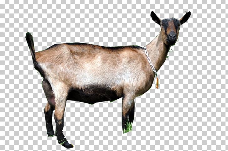 Goat Fauna Terrestrial Animal Wildlife PNG, Clipart, Animal, Animals, Cow Goat Family, Fauna, Goat Free PNG Download