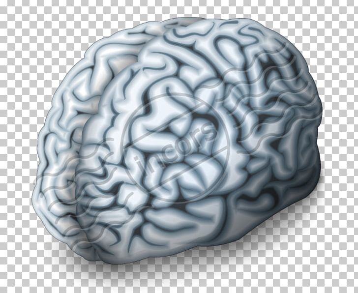 Human Brain Neuroimaging Digital Marketing Cerebral Arteries PNG, Clipart, Agy, Brain, Brain Injury, Brain Tumor, Cerebral Arteries Free PNG Download