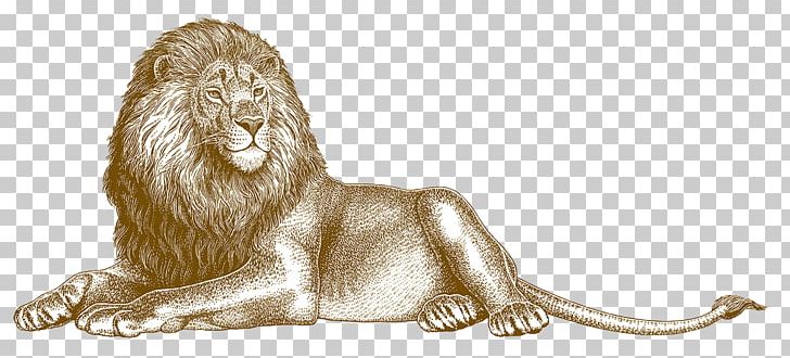 Lion Illustration PNG, Clipart, Animals, Animatic, Big Cat, Big Cats, Carnivoran Free PNG Download