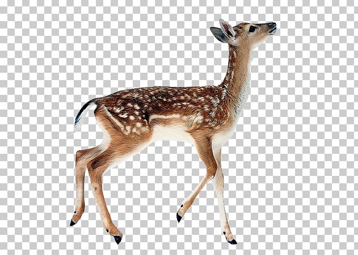 White-tailed Deer Reindeer Roe Deer Fallow Deer Kitten PNG, Clipart, Animal, Animal Figure, Antelope, Antler, Capreolinae Free PNG Download