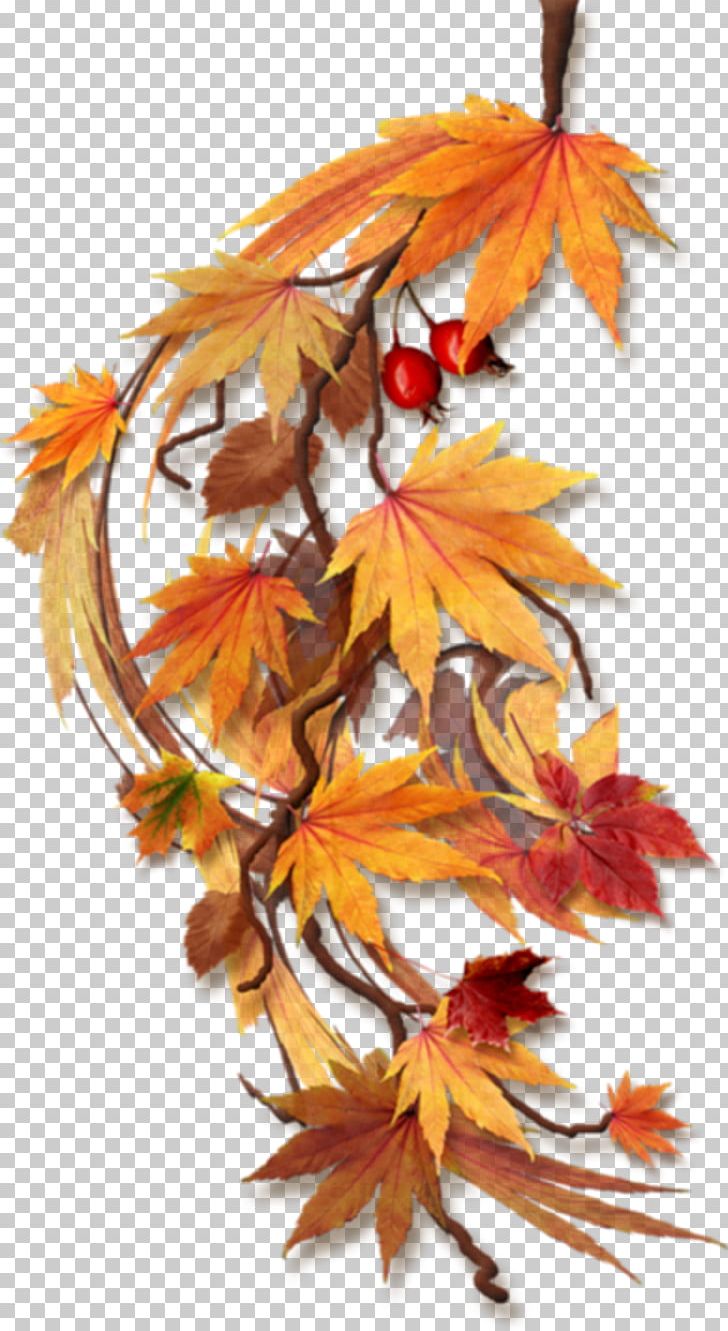 Autumn PNG, Clipart, Autumn, Autumn Leaf Color, Drawing, Flower, Flowering Plant Free PNG Download