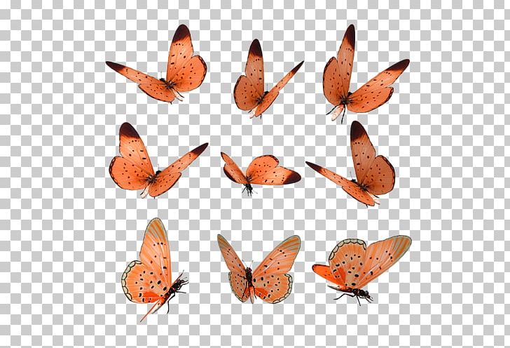 Computer Icons PNG, Clipart, Arthropod, Blog, Brush Footed Butterfly, Butterfly, Butterfly Wings Free PNG Download