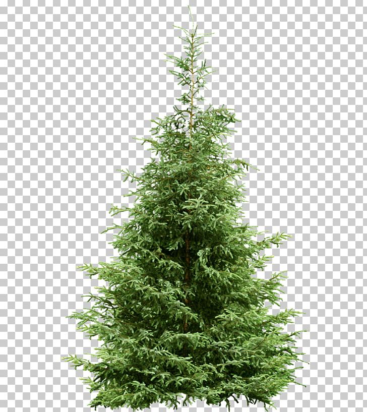 Fir Tree Pine Spruce Conifers PNG, Clipart, Biome, Cedar, Cedrus Atlantica, Christmas Decoration, Cypress Family Free PNG Download