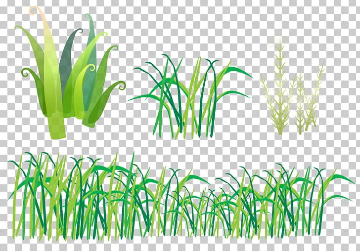 Herbaceous Plant Grass PNG, Clipart, Aquarium Decor, Archive File, Commodity, Dots Per Inch, Download Free PNG Download